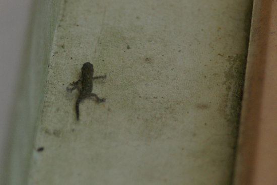 gecko-2.jpg
