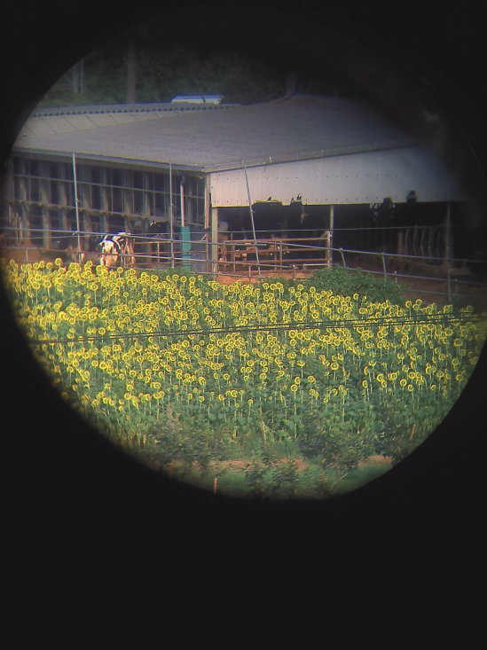 sunflower.jpg