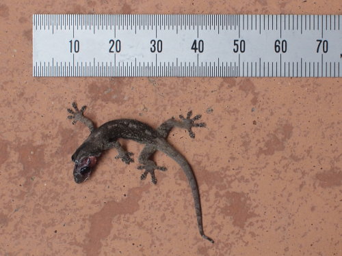 gecko_x.jpg
