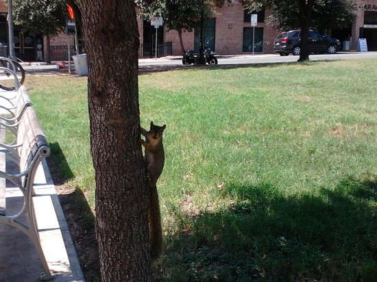 squirrel.jpg